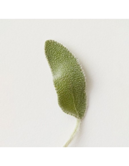 AG Care - Conditioning Mist Detangling Spray - 355ml view 5